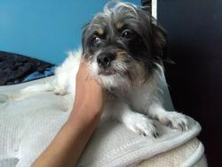 Lost Female Dog last seen Park at Kings Manor, Davie, FL 33325