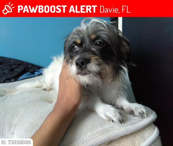 Lost Female Dog last seen Park at Kings Manor, Davie, FL 33325