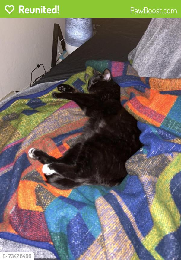 Reunited Female Cat last seen Cherry Ave in between Hillsdale and Branham, San Jose, CA 95118
