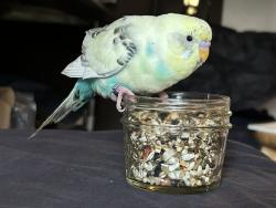 Found/Stray Unknown Bird last seen Lunch lady, Queens, NY 11385
