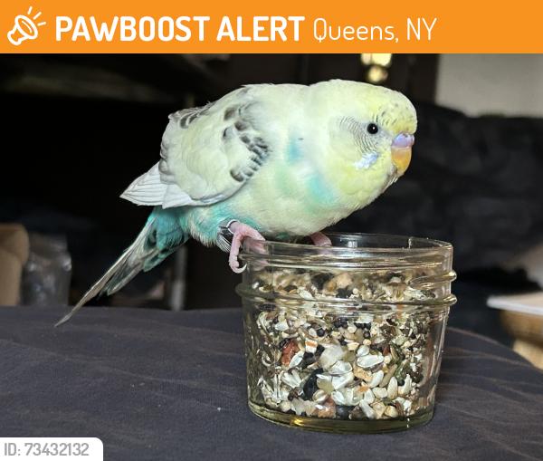 Found/Stray Unknown Bird last seen Lunch lady, Queens, NY 11385