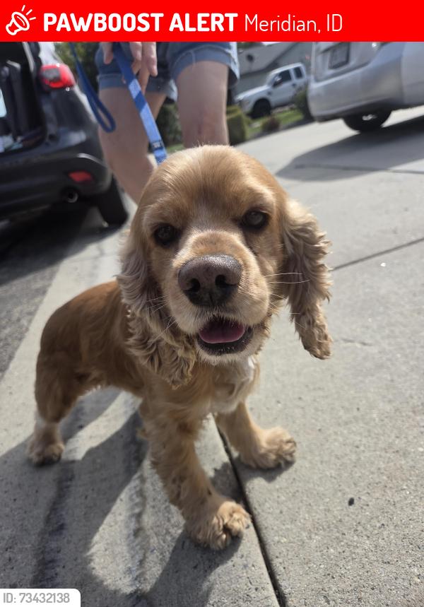 Lost Male Dog last seen Meridian and willowbrook, Meridian, ID 83646