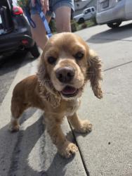 Lost Male Dog last seen Meridian and willowbrook, Meridian, ID 83646