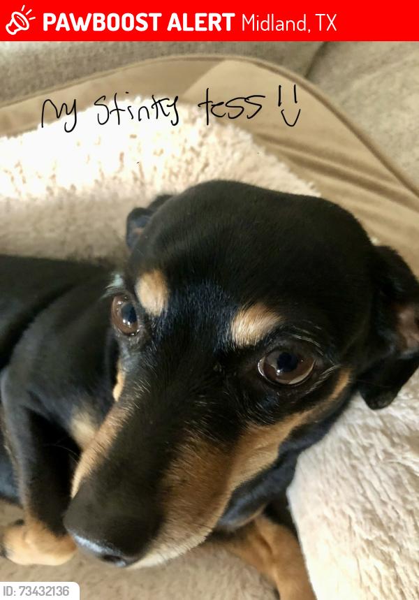 Lost Female Dog last seen West county road 54, midland tx, 79707, Midland, TX 79707
