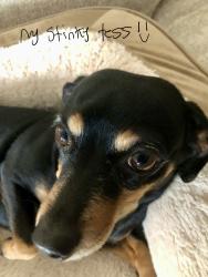 Lost Female Dog last seen West county road 54, midland tx, 79707, Midland, TX 79707