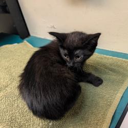 Shelter Stray Female Cat last seen , 361 S Raymond Ave, Pasadena, CA 91105, USA