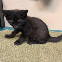 Shelter Stray Male Cat last seen , 361 S Raymond Ave, Pasadena, CA 91105, USA