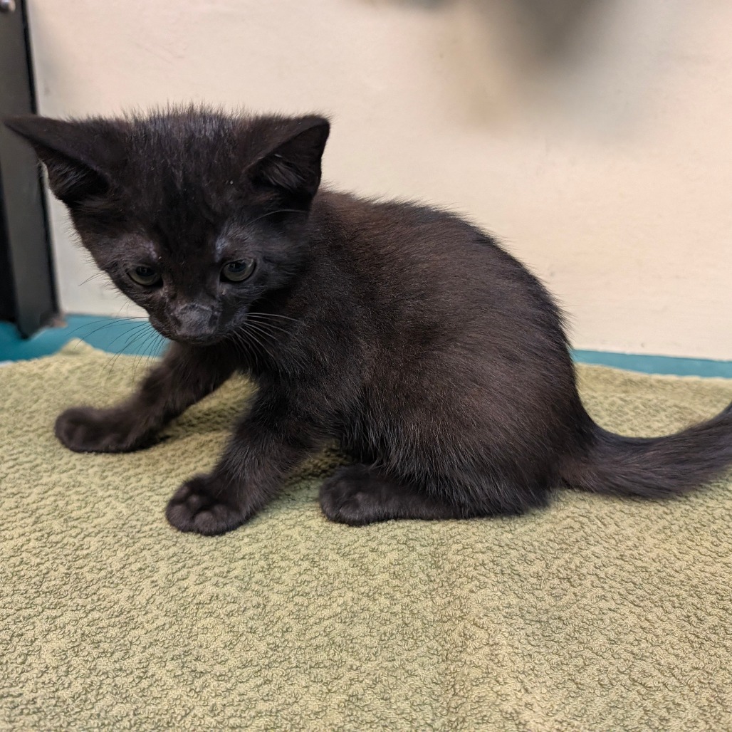 Shelter Stray Male Cat last seen , 361 S Raymond Ave, Pasadena, CA 91105, USA