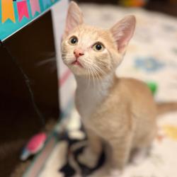 Shelter Stray Male Cat last seen , 8020 Washington St, Port Richey, FL 34668, USA