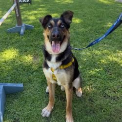 Shelter Stray Male Dog last seen , 361 S Raymond Ave, Pasadena, CA 91105, USA