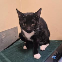 Shelter Stray Male Cat last seen , 361 S Raymond Ave, Pasadena, CA 91105, USA