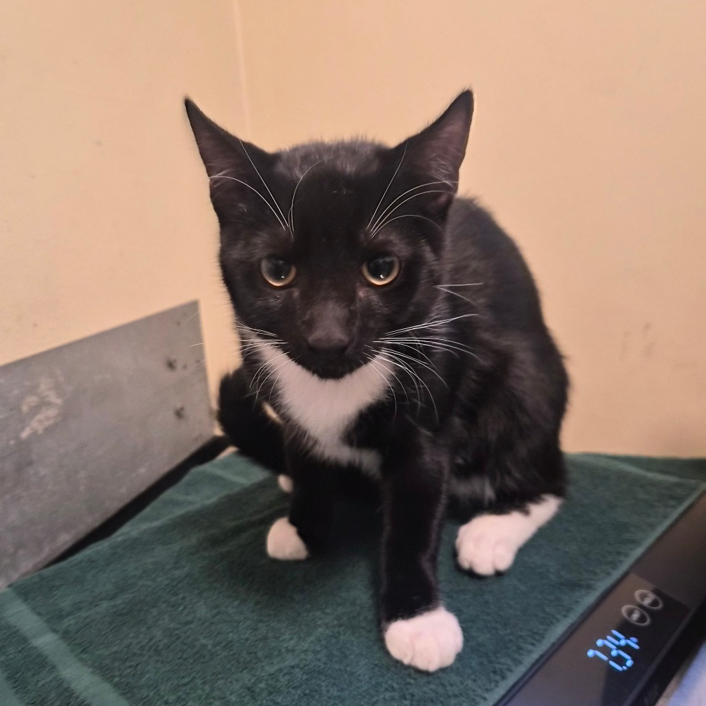 Shelter Stray Male Cat last seen , 361 S Raymond Ave, Pasadena, CA 91105, USA