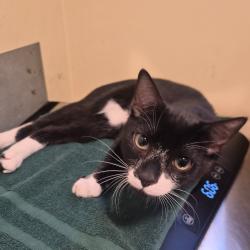 Shelter Stray Male Cat last seen , 361 S Raymond Ave, Pasadena, CA 91105, USA