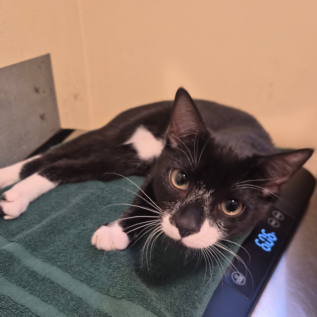 Shelter Stray Male Cat last seen , 361 S Raymond Ave, Pasadena, CA 91105, USA