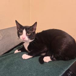 Shelter Stray Male Cat last seen , 361 S Raymond Ave, Pasadena, CA 91105, USA