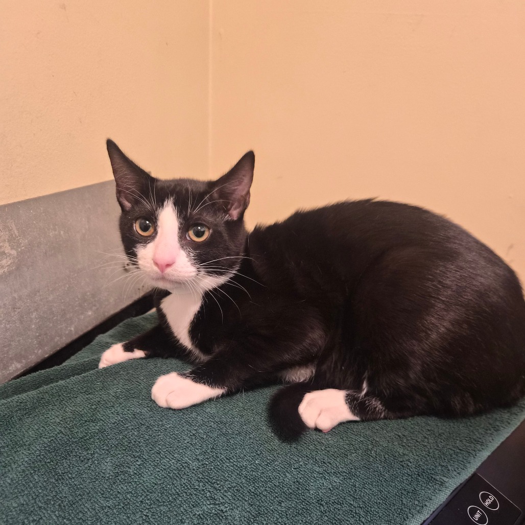 Shelter Stray Male Cat last seen , 361 S Raymond Ave, Pasadena, CA 91105, USA