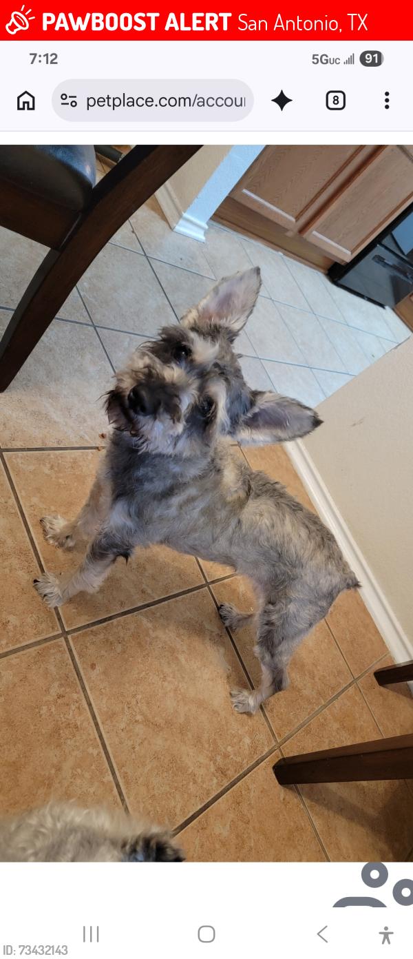 Lost Female Dog last seen Green candle, San Antonio, TX 78223