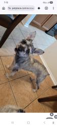 Lost Female Dog last seen Green candle, San Antonio, TX 78223