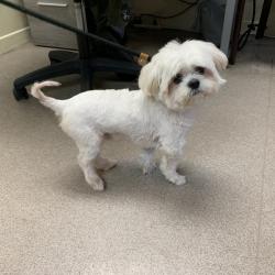 Shelter Stray Male Dog last seen , 361 S Raymond Ave, Pasadena, CA 91105, USA