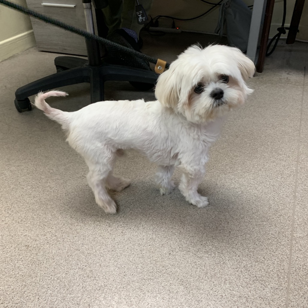 Shelter Stray Male Dog last seen , 361 S Raymond Ave, Pasadena, CA 91105, USA