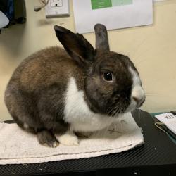 Shelter Stray Male Rabbit last seen , 361 S Raymond Ave, Pasadena, CA 91105, USA