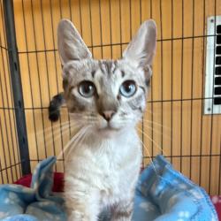 Shelter Stray Female Cat last seen , 1395 1st St, Coronado, CA 92118, USA