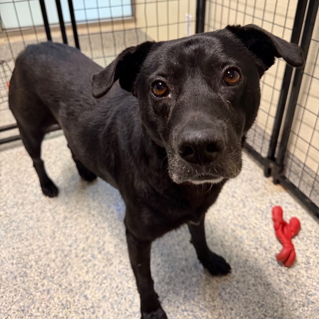 Shelter Stray Male Dog last seen , 1395 1st St, Coronado, CA 92118, USA