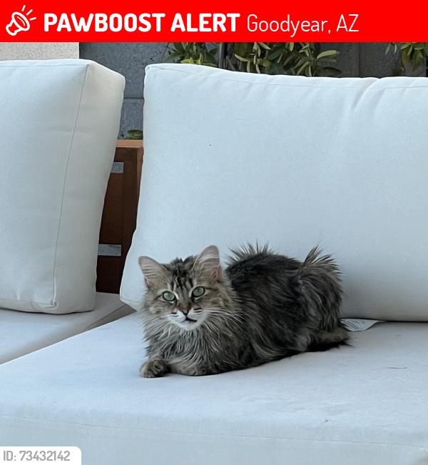 Lost Female Cat last seen Estrella Pkwy and W Willis Rd, Goodyear, AZ 85338