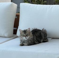 Lost Female Cat last seen Estrella Pkwy and W Willis Rd, Goodyear, AZ 85338