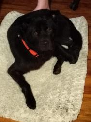 Reunited Female Dog last seen Dolfield Avenue, East Vincent Township, PA 19475