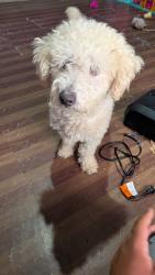 Found/Stray Male Dog last seen Laurel st, Hidalgo, TX 78557