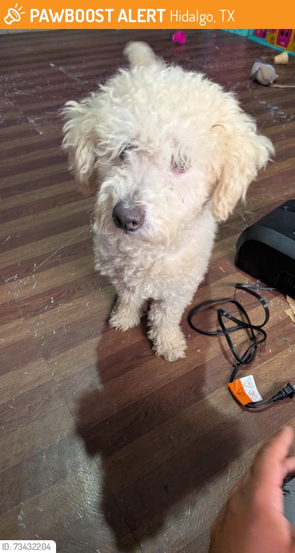 Found/Stray Male Dog last seen Laurel st, Hidalgo, TX 78557