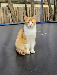 Lost Male Cat last seen Milam St & Jewell ave, Fort Worth, TX 76112