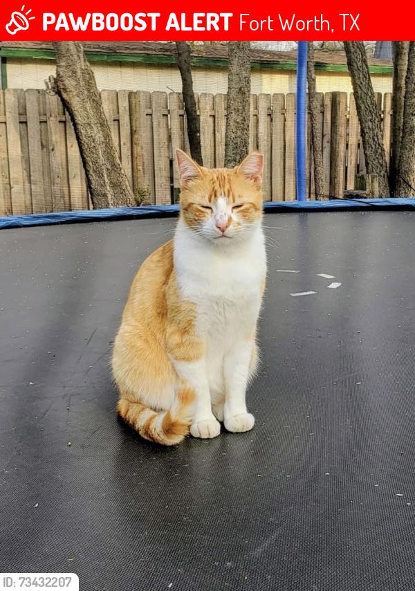 Lost Male Cat last seen Milam St & Jewell ave, Fort Worth, TX 76112