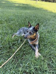 Found/Stray Male Dog last seen Union cross, Winston-Salem, NC 27107