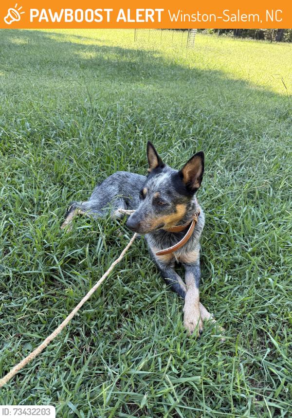 Found/Stray Male Dog last seen Union cross, Winston-Salem, NC 27107