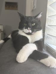 Lost Female Cat last seen Near NE 27 St Pompano Beach, Pompano Beach, FL 33064