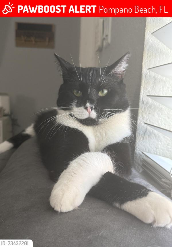 Lost Female Cat last seen Near NE 27 St Pompano Beach, Pompano Beach, FL 33064