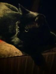 Lost Male Cat last seen Crownspoint, Menchaca & Slaughter, Austin, TX 78748