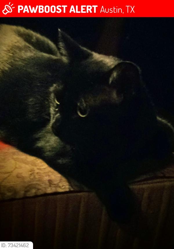 Lost Male Cat last seen Crownspoint, Menchaca & Slaughter, Austin, TX 78748