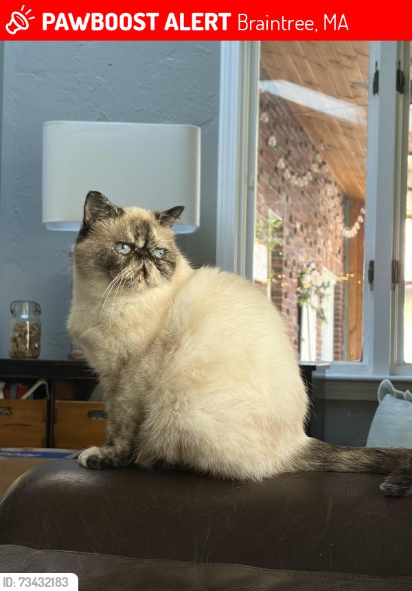 Lost Female Cat last seen Middle st liberty street, Braintree, MA 02184