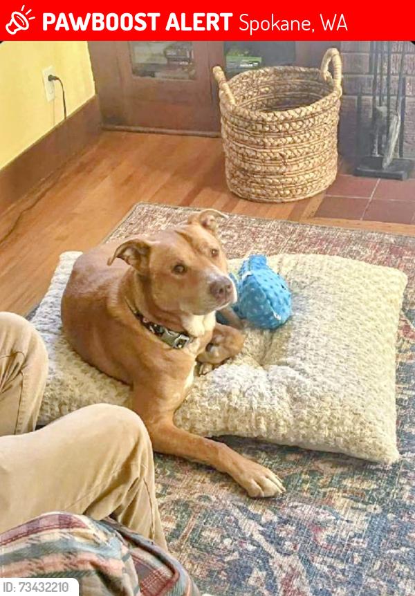 Lost Male Dog last seen Spafford and Madison, Spokane, WA 99205