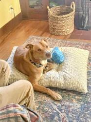 Lost Male Dog last seen Spafford and Madison, Spokane, WA 99205