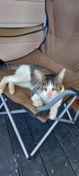 Lost Male Cat last seen Poinsettia Ln. and La Mirada, San Marcos, CA 92078