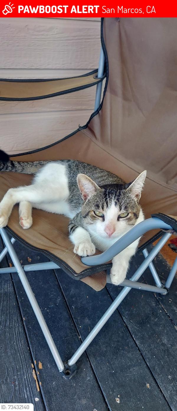 Lost Male Cat last seen Poinsettia Ln. and La Mirada, San Marcos, CA 92078