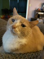 Lost Male Cat last seen Potomac Edison Power Company, Martinsburg, WV 25401