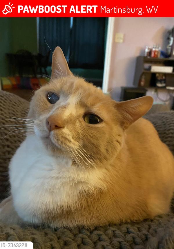 Lost Male Cat last seen Potomac Edison Power Company, Martinsburg, WV 25401