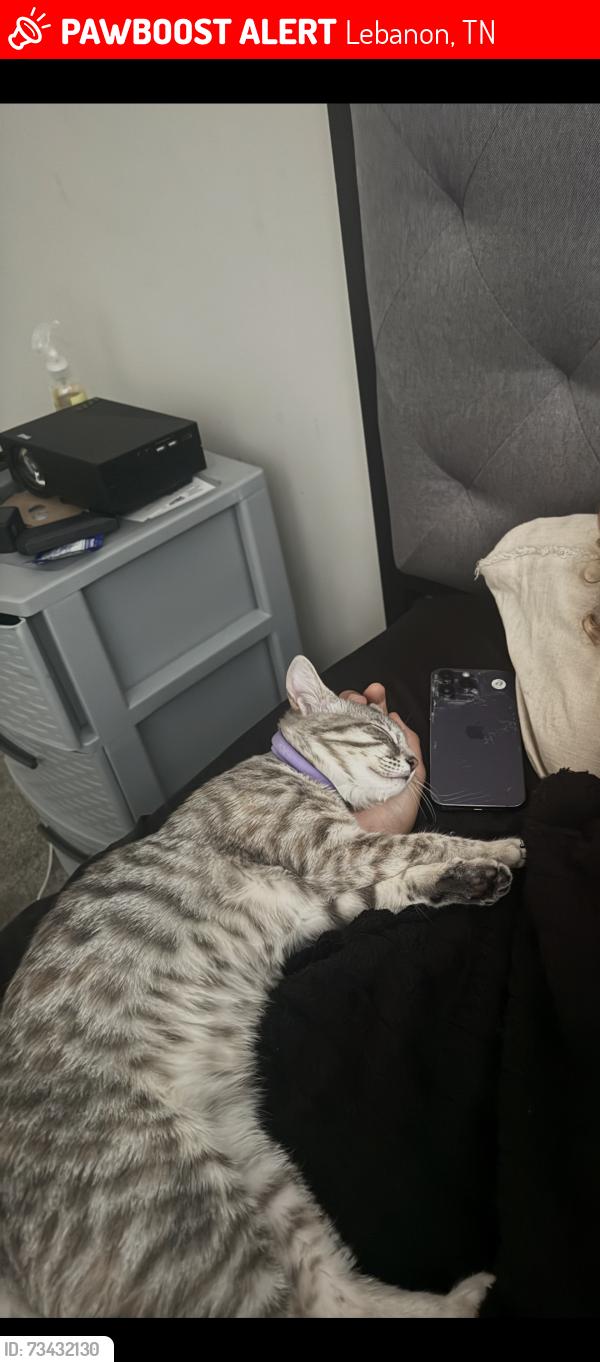 Lost Female Cat last seen S maple street & ligon dr by the Aldi, Lebanon, TN 37087
