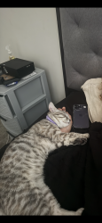 Lost Female Cat last seen S maple street & ligon dr by the Aldi, Lebanon, TN 37087