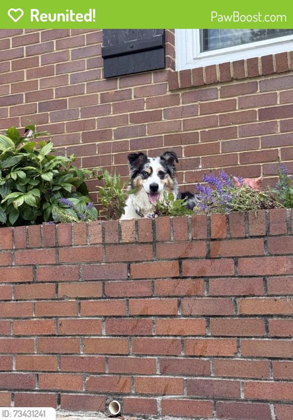 Reunited Male Dog last seen Cook Road. Oxford, Oxford, GA 30054